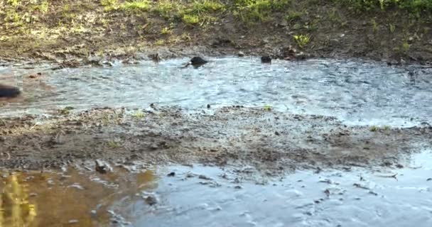 Mujer Impermeable Amarillo Botas Goma Saltando Través Charcos — Vídeo de stock