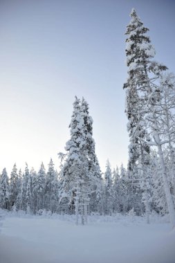 Kar ağaçlar Lapland, Finlandiya