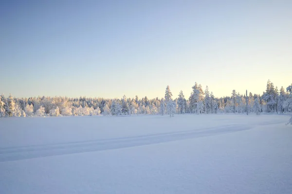 Snowy Trees Lapland Finland — Stock Photo, Image