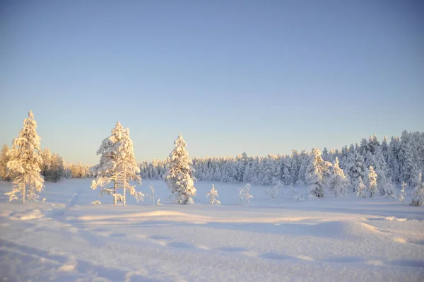 Snow Lapland Finland Stock Image