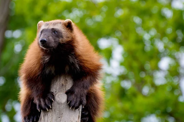 Wolverine on the top of three. Portrait from zoo