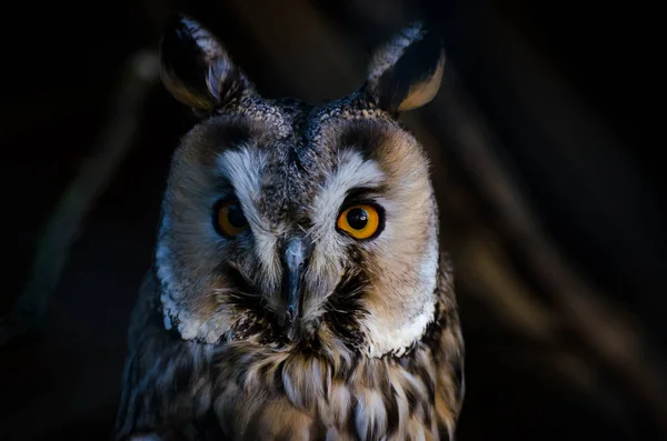 Long Eared Owl Asio Otus Also Known Northern Long Eared — Stock Photo, Image