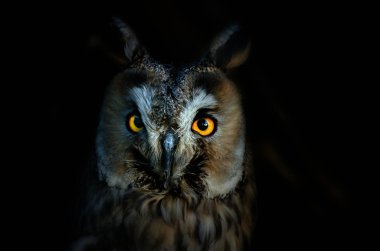 The long-eared owl (Asio otus), also known as the northern long-eared owl or, more informally, as the lesser horned owl or cat owl clipart