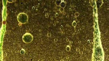 Bitkisel yağ ve su karışımı kabarcıkları