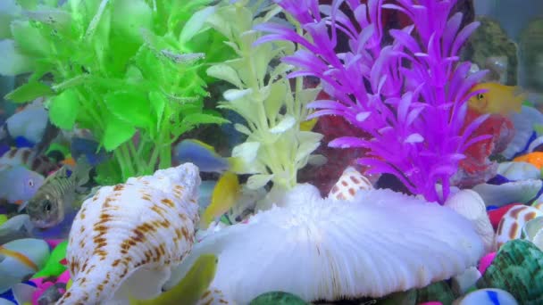 Poissons Dans Aquarium Coloré Sous Marin — Video