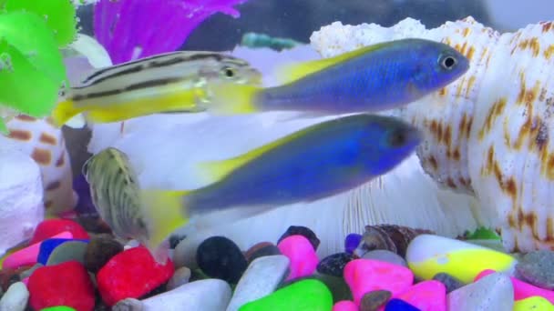 Poissons Dans Aquarium Coloré Sous Marin — Video