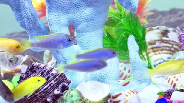 Poissons Dans Aquarium Coloré Sous Marin — Video