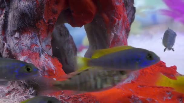 水中でカラフルな水族館の魚 — ストック動画
