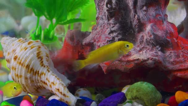 Peixes Aquário Colorido Subaquático — Vídeo de Stock