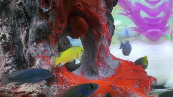 Ψάρια Πολύχρωμο Ενυδρείο Υποβρύχια — Αρχείο Βίντεο