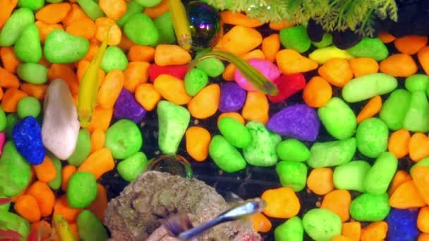 Poissons Dans Aquarium Coloré Sous Marin — Video