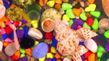 Sualtı renkli akvaryum balıkların