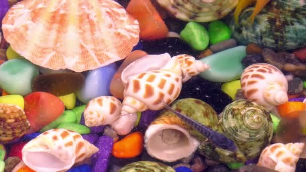 다채로운 수족관에 물고기 — 비디오