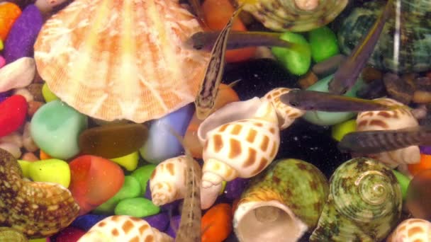 Vissen Kleurrijke Aquarium Onderwater — Stockvideo