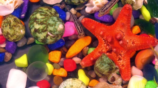 Poissons Dans Aquarium Coloré Sous Marin — Video