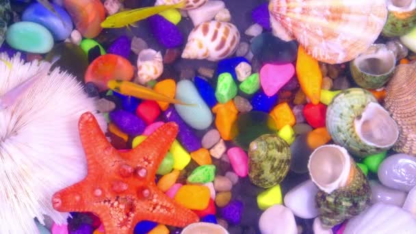 水下五颜六色的水族馆里的鱼 — 图库视频影像