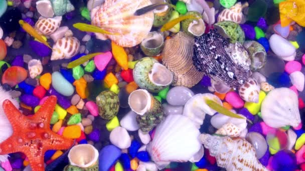 Pesci Acquario Colorato Subacqueo — Video Stock