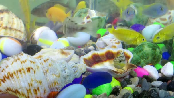 Poissons Dans Aquarium Coloré Sous Marin — Video