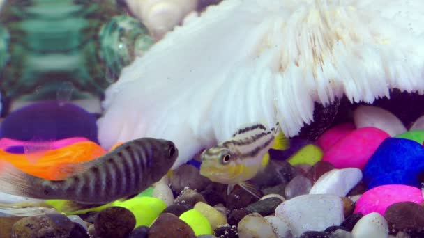 Ryby Kolorowe Akwarium Podwodne — Wideo stockowe