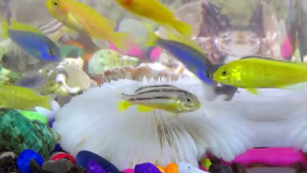 Peixes Aquário Colorido Subaquático — Vídeo de Stock