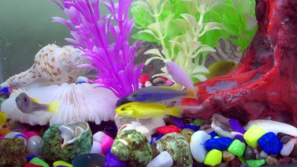 Ψάρια Πολύχρωμο Ενυδρείο Υποβρύχια — Αρχείο Βίντεο