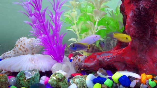 Fishes Colorful Aquarium Underwater — Stock Video