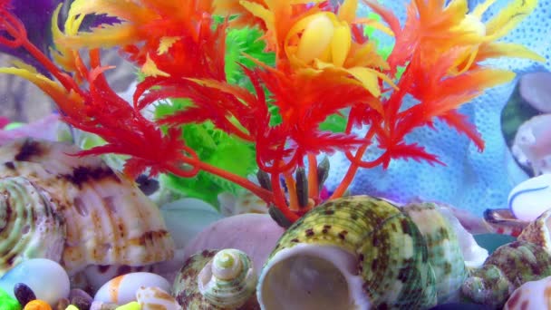 水下五颜六色的水族馆里的鱼 — 图库视频影像