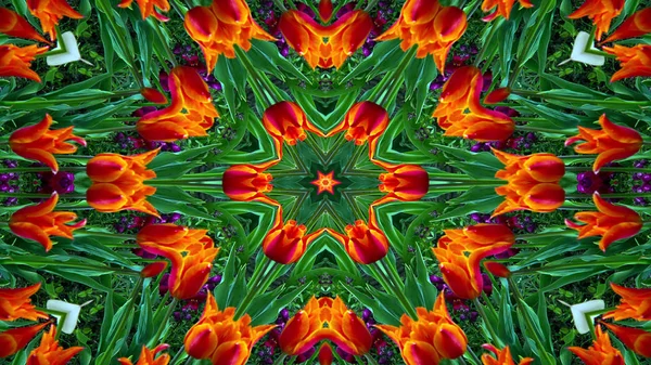 Virág növény Kaleidoszkóp — Stock Fotó