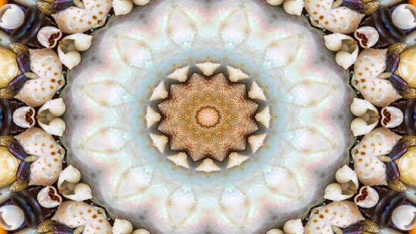 Astratto Asciutto Seashells Stelle Concetto Modello Simmetrico Ornamentale Decorativo Caleidoscopio — Foto Stock