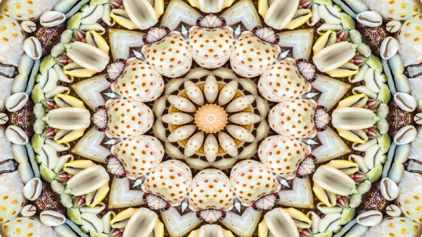 Absztrakt Száraz Tengeri Kagylókból Csillagok Koncepció Szimmetrikus Minta Díszítő Dekoratív — Stock Fotó