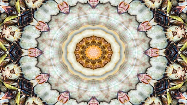 Abstract Dry Seashells and Stars  Concept Symmetric Pattern Ornamental Decorative Kaleidoscope Movement Geometric Circle and Star Shapes
