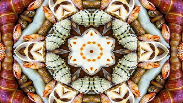 Abstract Dry Seashells and Stars  Concept Symmetric Pattern Ornamental Decorative Kaleidoscope Movement Geometric Circle and Star Shapes