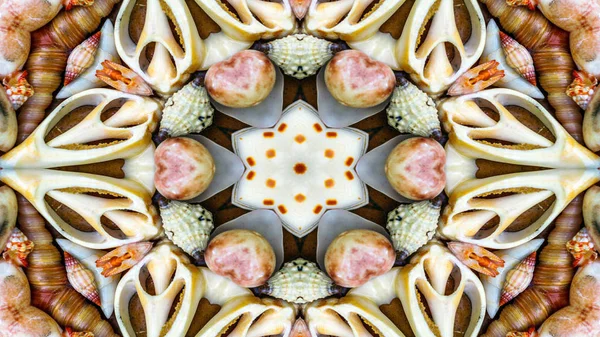 Abstract Dry Seashells Stars Concept Symmetric Pattern Ornamental Decorative Kaleidoscope — Fotografie, imagine de stoc