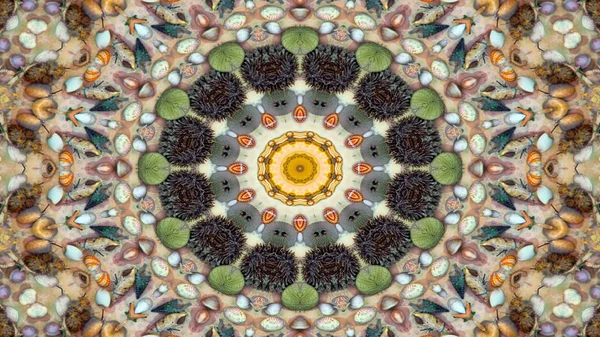Coquilles Sèches Abstraites Étoiles Concept Motif Symétrique Ornemental Kaléidoscope Décoratif — Photo