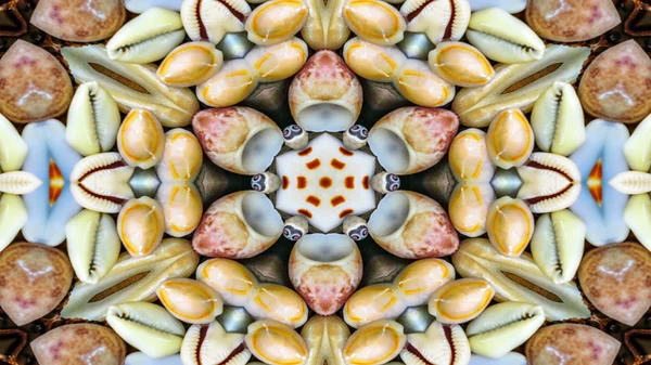 Abstrakte Trockene Muscheln Und Sterne Konzept Symmetrische Muster Ornamentalen Dekorativen — Stockfoto