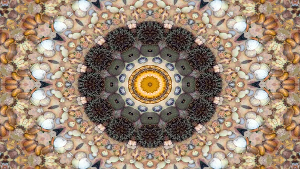 Abstract Dry Seashells Stars Concept Symmetric Pattern Ornamental Decorative Kaleidoscope — Stock Photo, Image