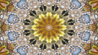 Soyut kuru kabukları ve yıldız kavramı simetrik desen süs dekoratif Kaleidoscope hareketi geometrik daire ve yıldız şekiller