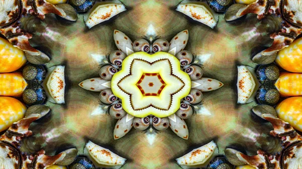Abstract Dry Seashells Stars Concept Symmetric Pattern Ornamental Decorative Kaleidoscope — Stock Photo, Image