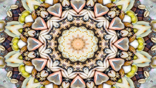 Abstract Dry Seashells and Stars  Concept Symmetric Pattern Ornamental Decorative Kaleidoscope Movement Geometric Circle and Star Shapes