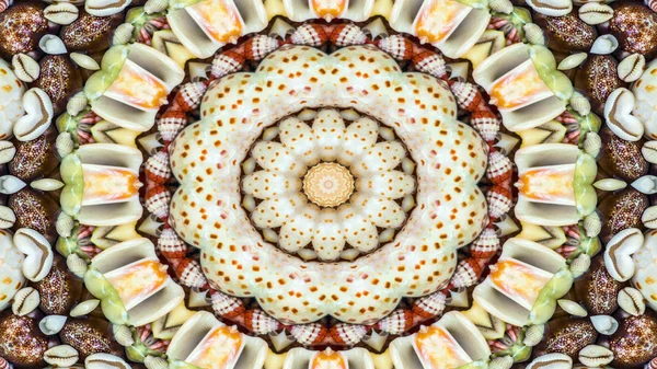 乾燥の貝殻と星コンセプト対称パターン装飾装飾的な万華鏡運動幾何学的な円と星の形を抽象化します — ストック写真