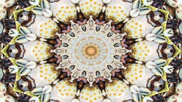 Abstract Dry Seashells and Stars  Concept Symmetric Pattern Ornamental Decorative Kaleidoscope Movement Geometric Circle and Star Shapes