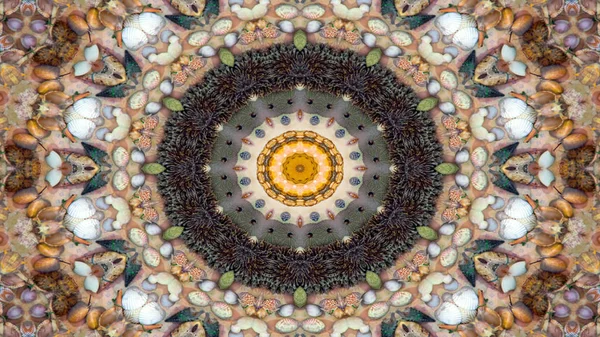 Abstract Dry Seashells Stars Concept Symmetric Pattern Ornamental Decorative Kaleidoscope — Stock Photo, Image