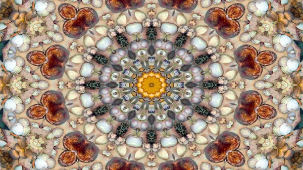 Coquilles Sèches Abstraites Étoiles Concept Motif Symétrique Ornemental Kaléidoscope Décoratif — Photo