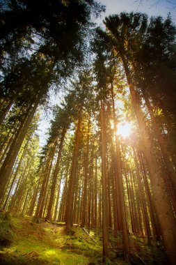Bautiful ormanında sonbahar sezonu ve güneş ışığı fotoğraf