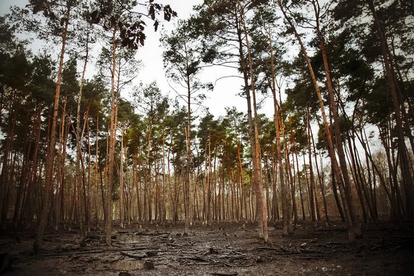 Forêt Argile Boueuse Photo — Photo