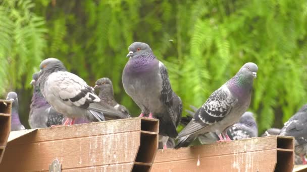 Animal Bird Pigeons Doves Green Nature — Stock Video