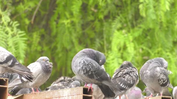 Piccioni Uccelli Animali Colombe Nella Natura Verde — Video Stock