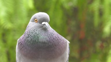 Yeşil doğa hayvan kuş güvercinler güvercinler