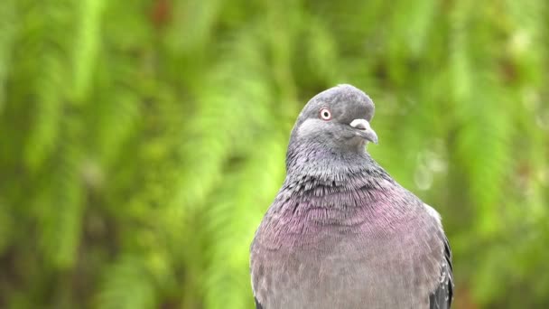 Tier Vogel Tauben Tauben Der Grünen Natur — Stockvideo