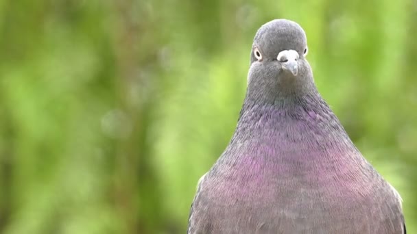 緑の自然の中の動物の鳥ハト鳩 — ストック動画